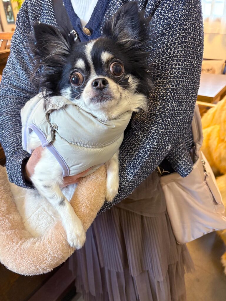 高松市でペット同伴の食事なら和風ばるつどいや