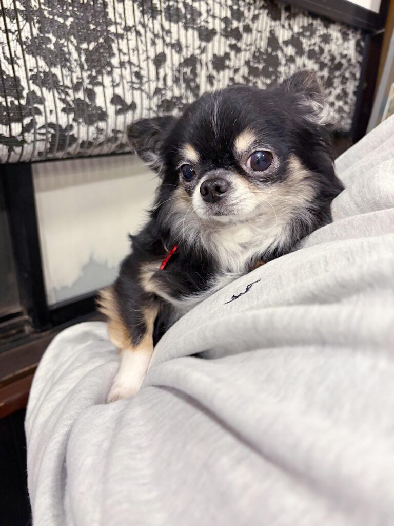 高松市でペット同伴の食事なら和風ばるつどいや