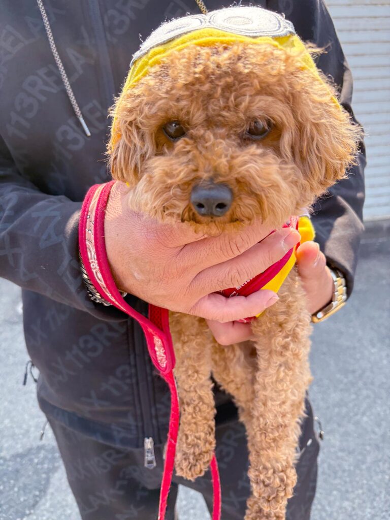 高松市でペット同伴の食事なら和風ばるつどいや