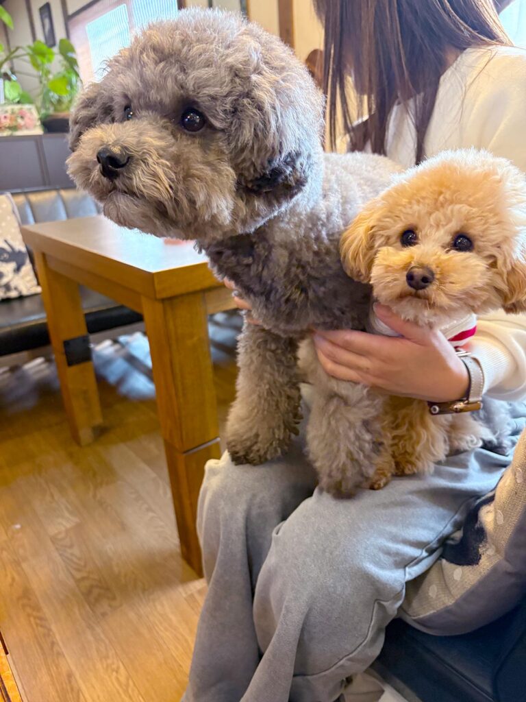 高松市でペット同伴の食事なら和風ばるつどいや