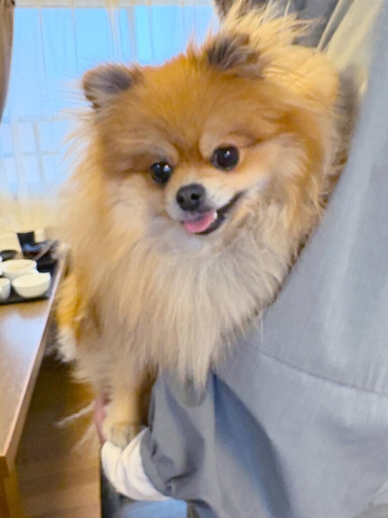 高松市でペット同伴の食事なら和風ばるつどいや