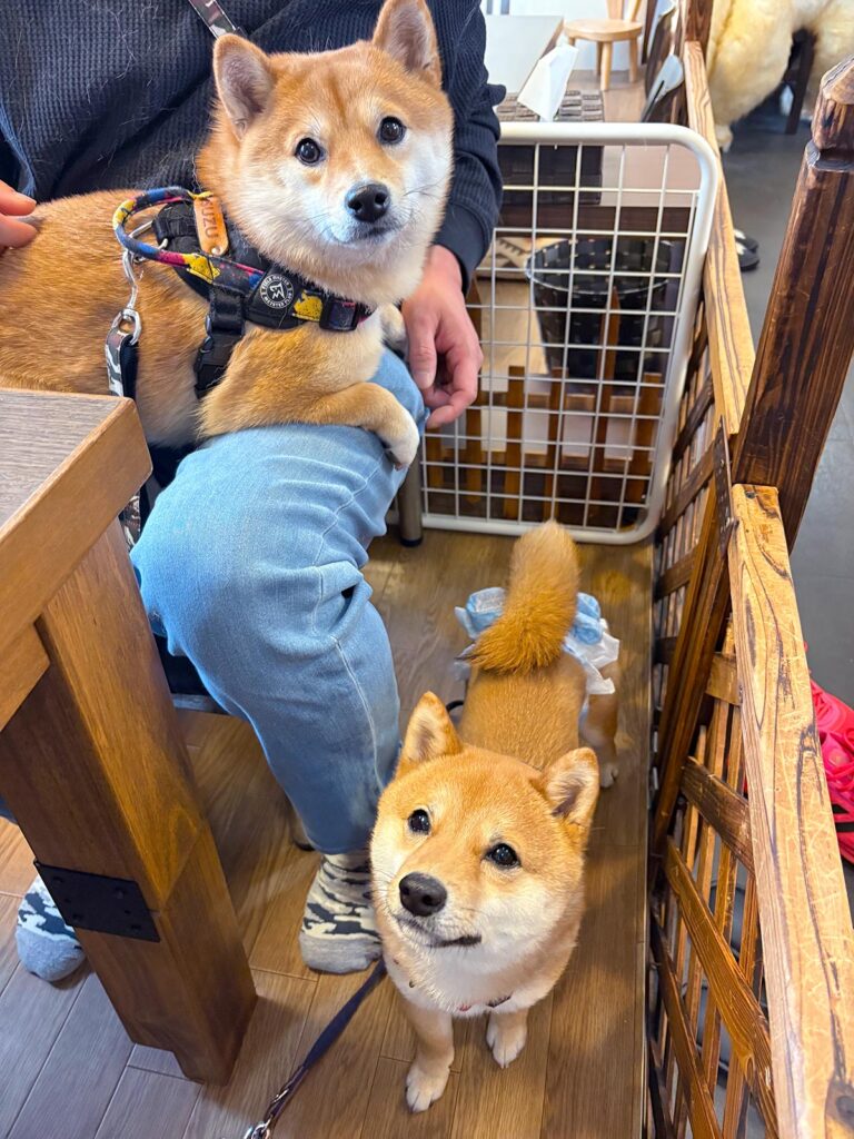 高松市でペット同伴の食事なら和風ばるつどいや