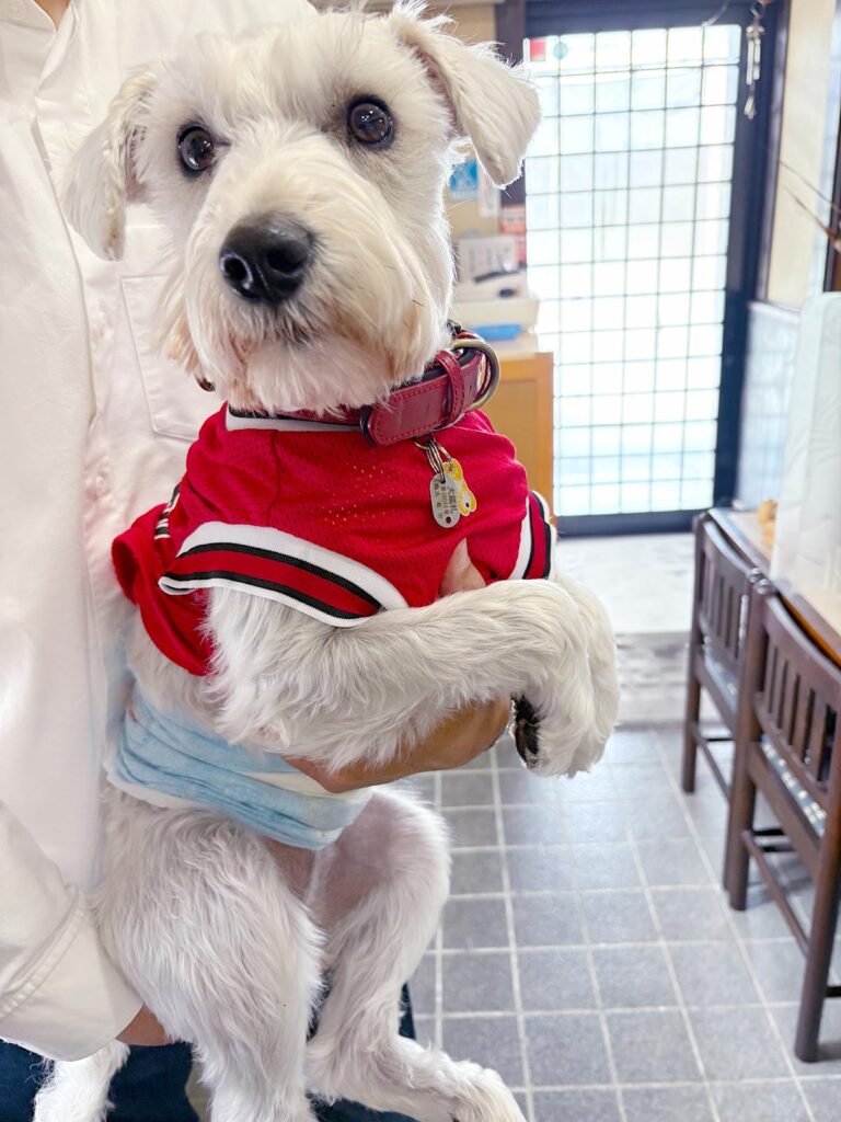 高松市でペット同伴の食事なら和風ばるつどいや