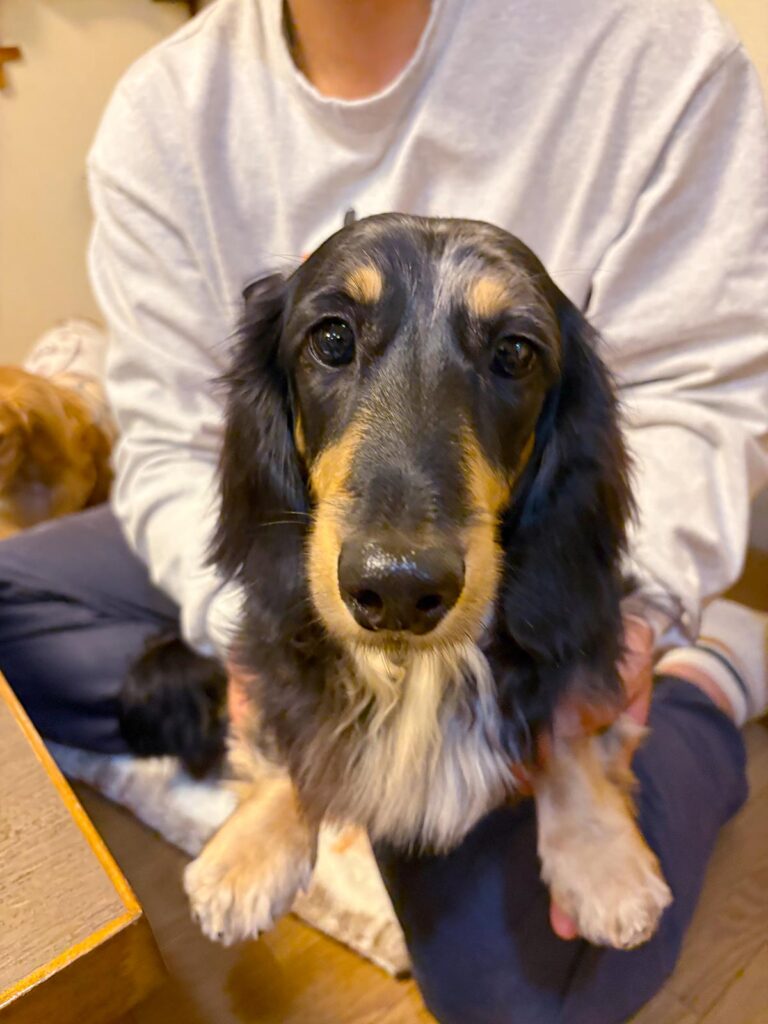 高松市でペット同伴の食事なら和風ばるつどいや