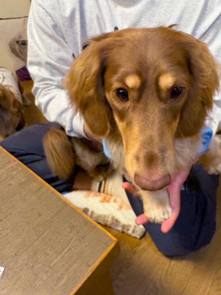 高松市でペット同伴の食事なら和風ばるつどいや