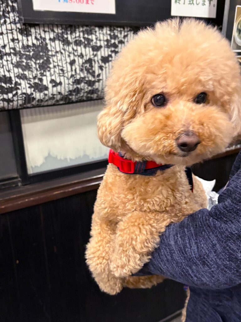 高松市でペット同伴の食事なら和風ばるつどいや