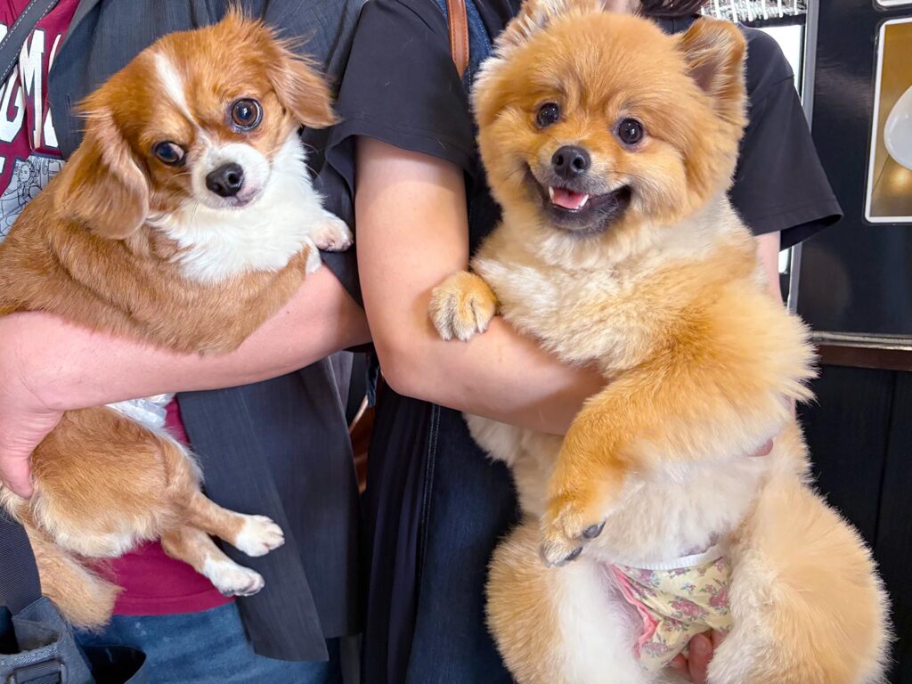 高松市でペット同伴の食事なら和風ばるつどいや