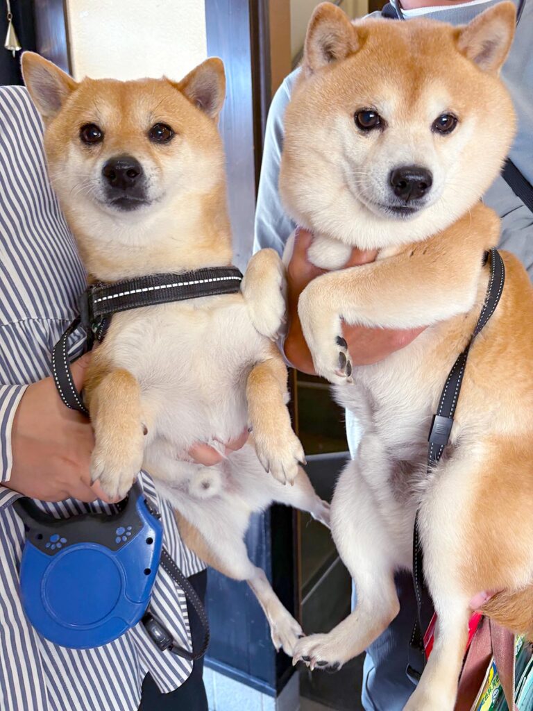 高松市でペット同伴の食事なら和風ばるつどいや