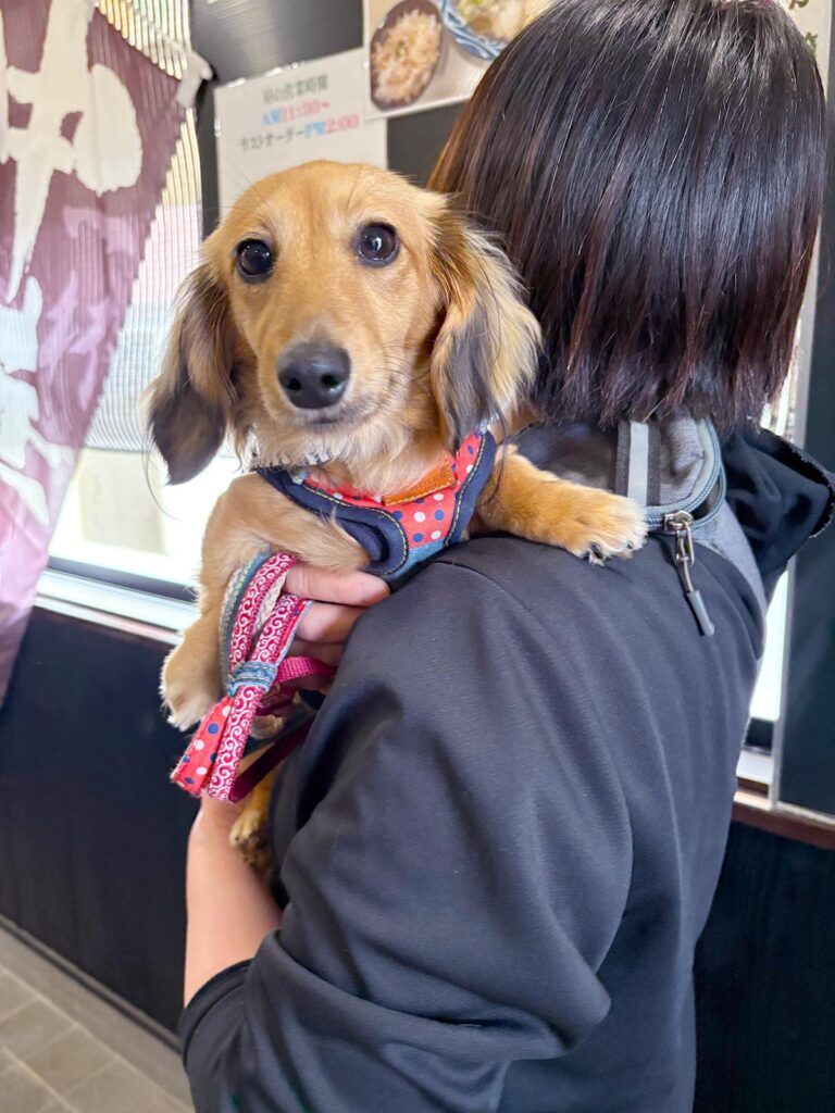 高松市でペット同伴の食事なら和風ばるつどいや