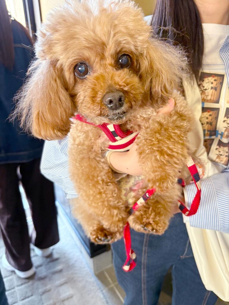 高松市でペット同伴の食事なら和風ばるつどいや