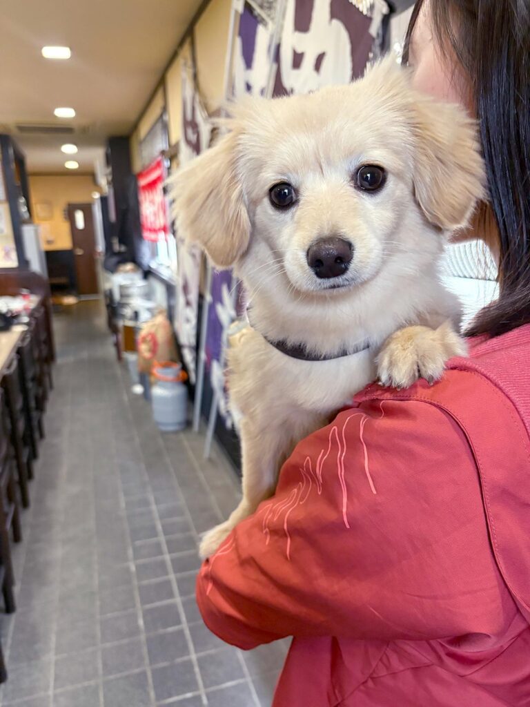 高松市でペット同伴の食事なら和風ばるつどいや