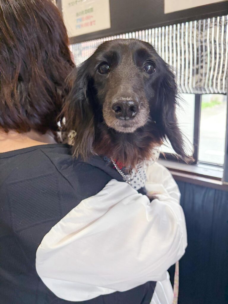 高松市でペット同伴の食事なら和風ばるつどいや