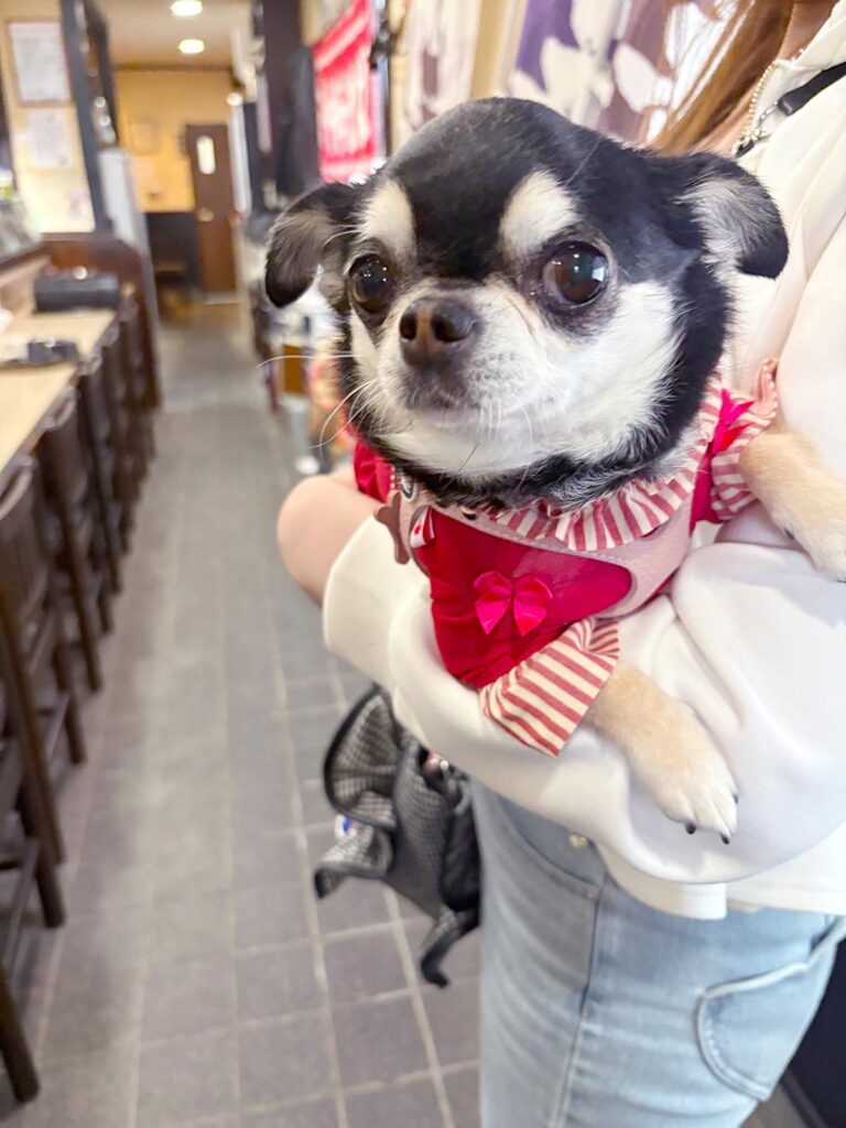 高松市でペット同伴の食事なら和風ばるつどいや