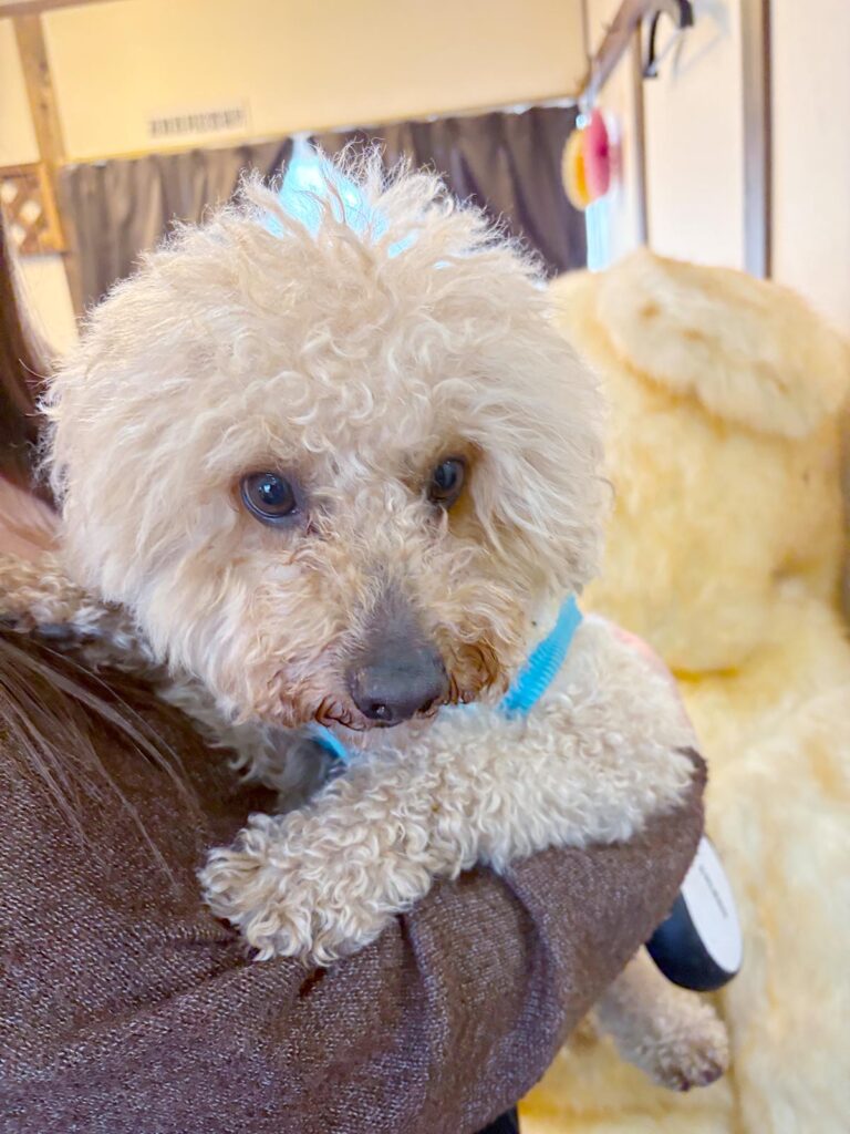 高松市でペット同伴の食事なら和風ばるつどいや