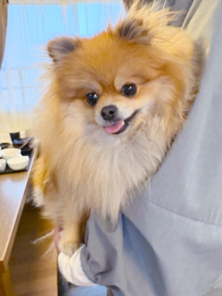 高松市でペット同伴の食事なら和風ばるつどいや