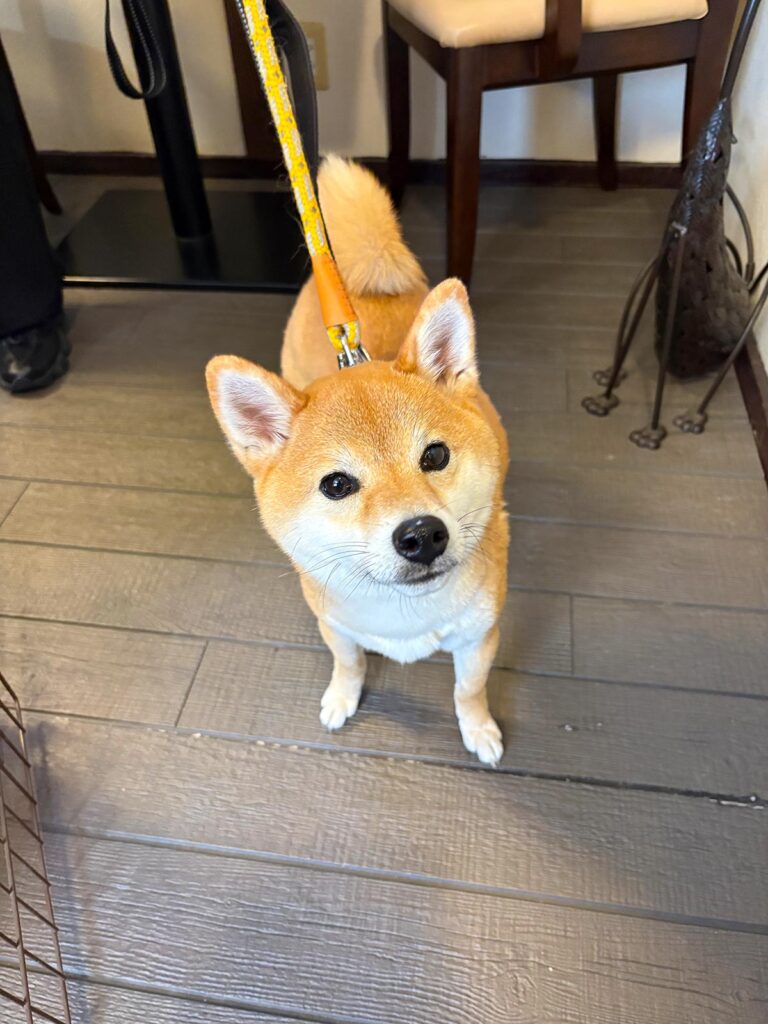 高松市でペット同伴の食事なら和風ばるつどいや