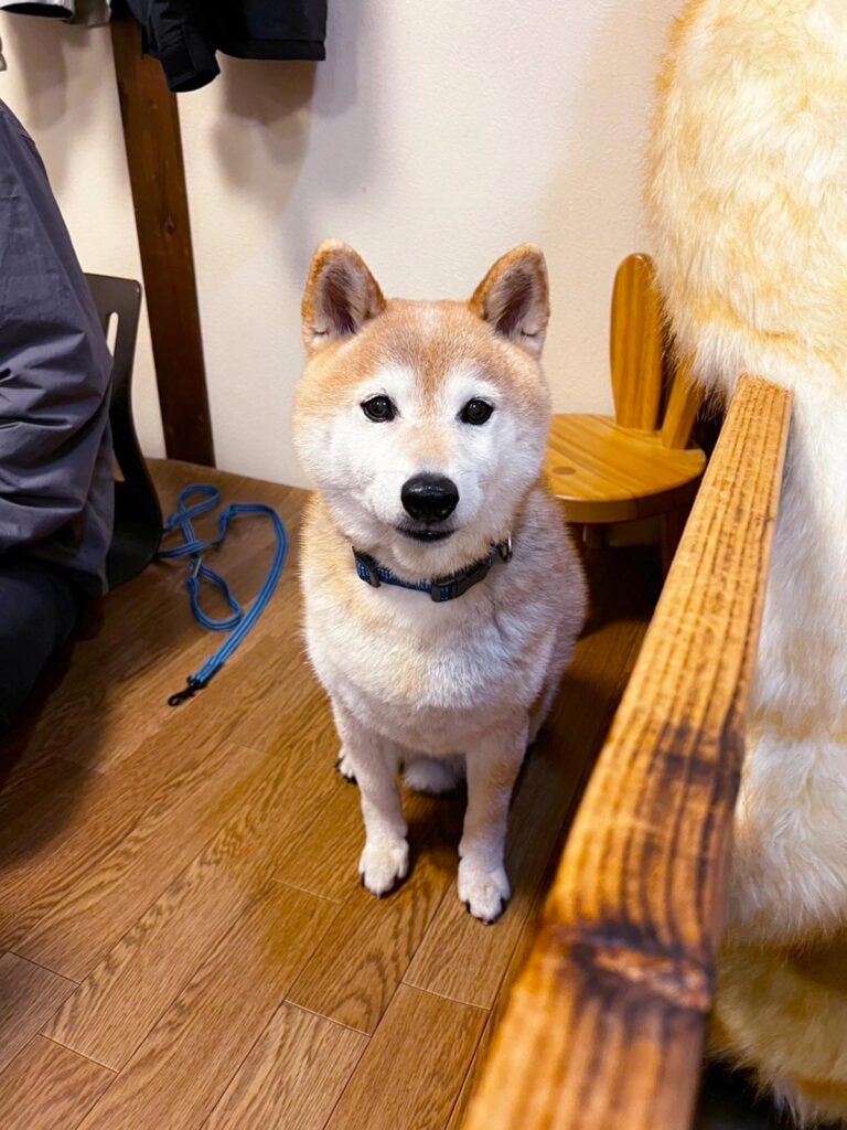 高松市でペット同伴の食事なら和風ばるつどいや