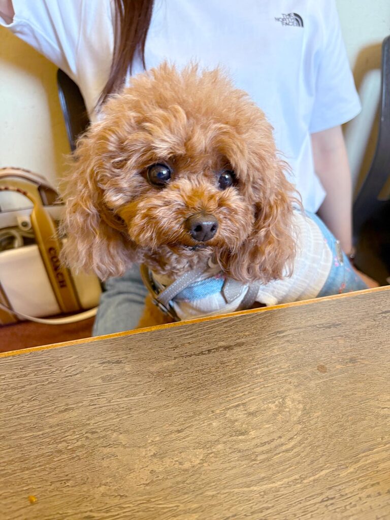 高松市でペット同伴の食事なら和風ばるつどいや