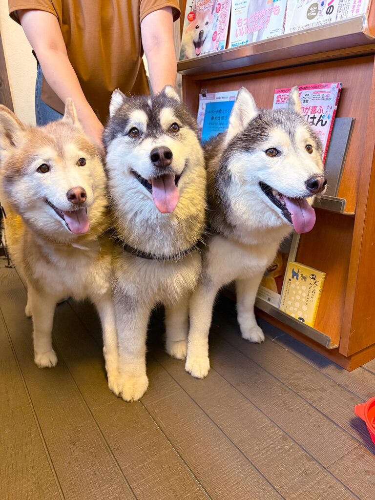 高松市でペット同伴の食事なら和風ばるつどいや
