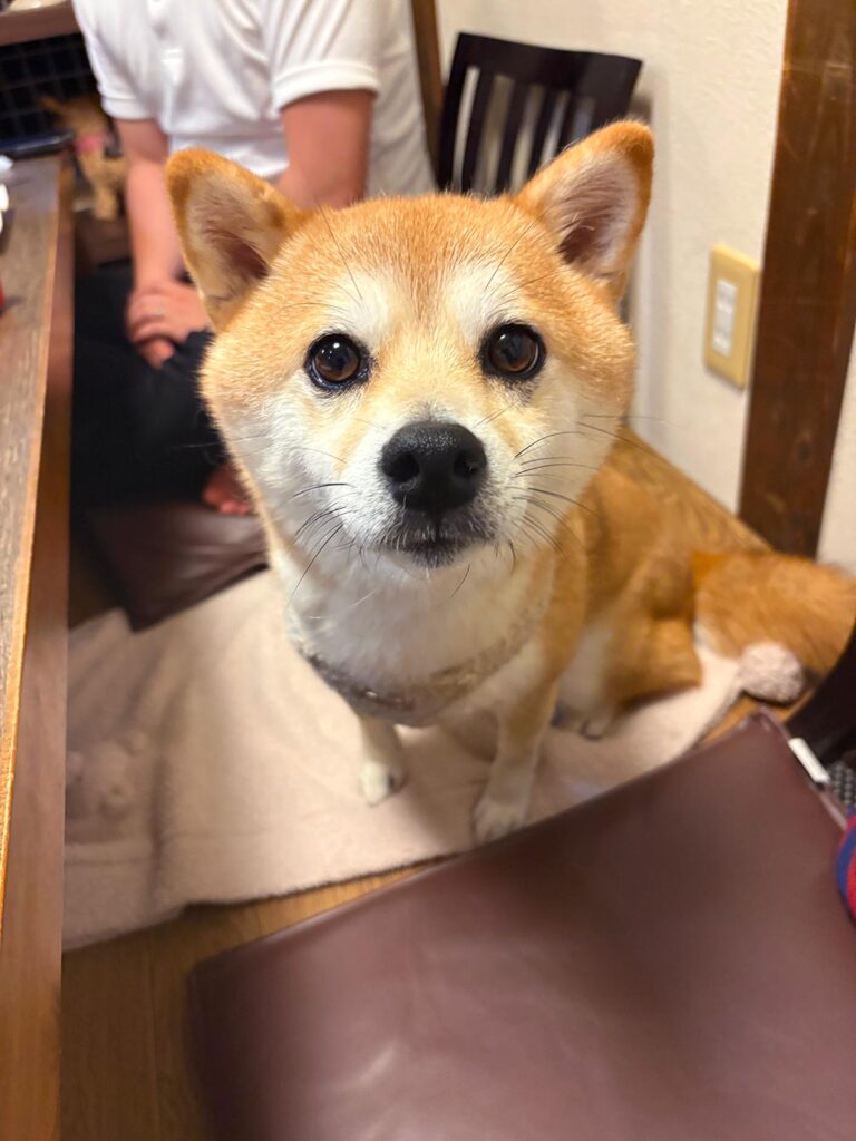 高松市でペット同伴の食事なら和風ばるつどいや