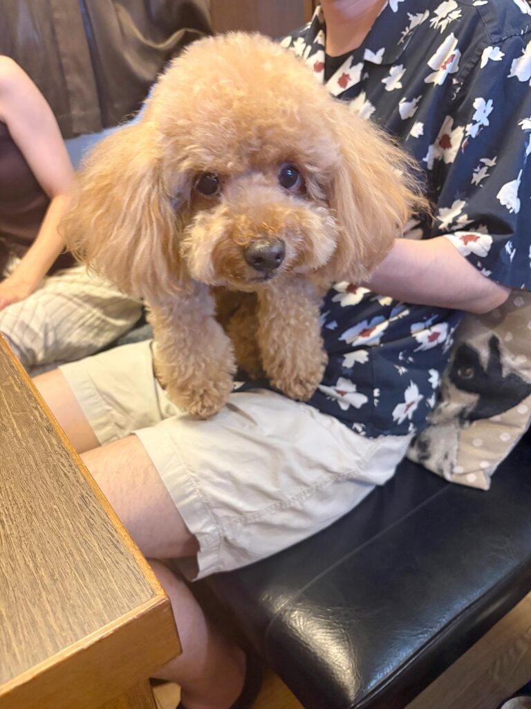 高松市でペット同伴の食事なら和風ばるつどいや
