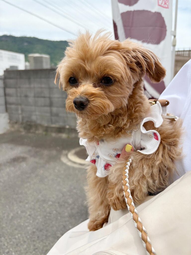 高松市でペット同伴の食事なら和風ばるつどいや