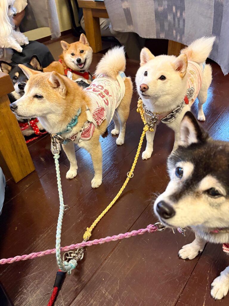 高松市でペット同伴の食事なら和風ばるつどいや
