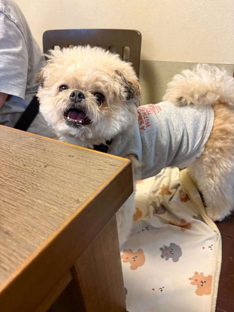 高松市でペット同伴の食事なら和風ばるつどいや