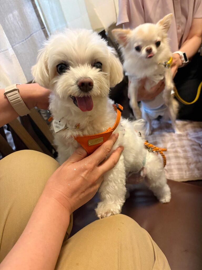 高松市でペット同伴の食事なら和風ばるつどいや