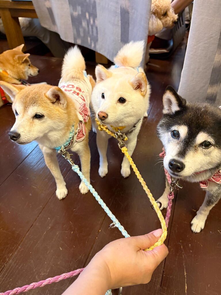高松市でペット同伴の食事なら和風ばるつどいや