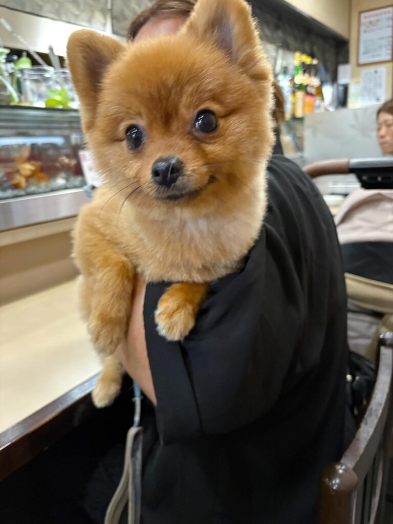 高松市でペット同伴の食事なら和風ばるつどいや