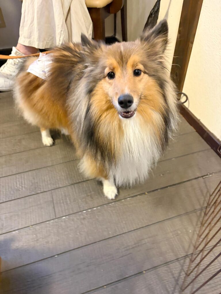 高松市でペット同伴の食事なら和風ばるつどいや