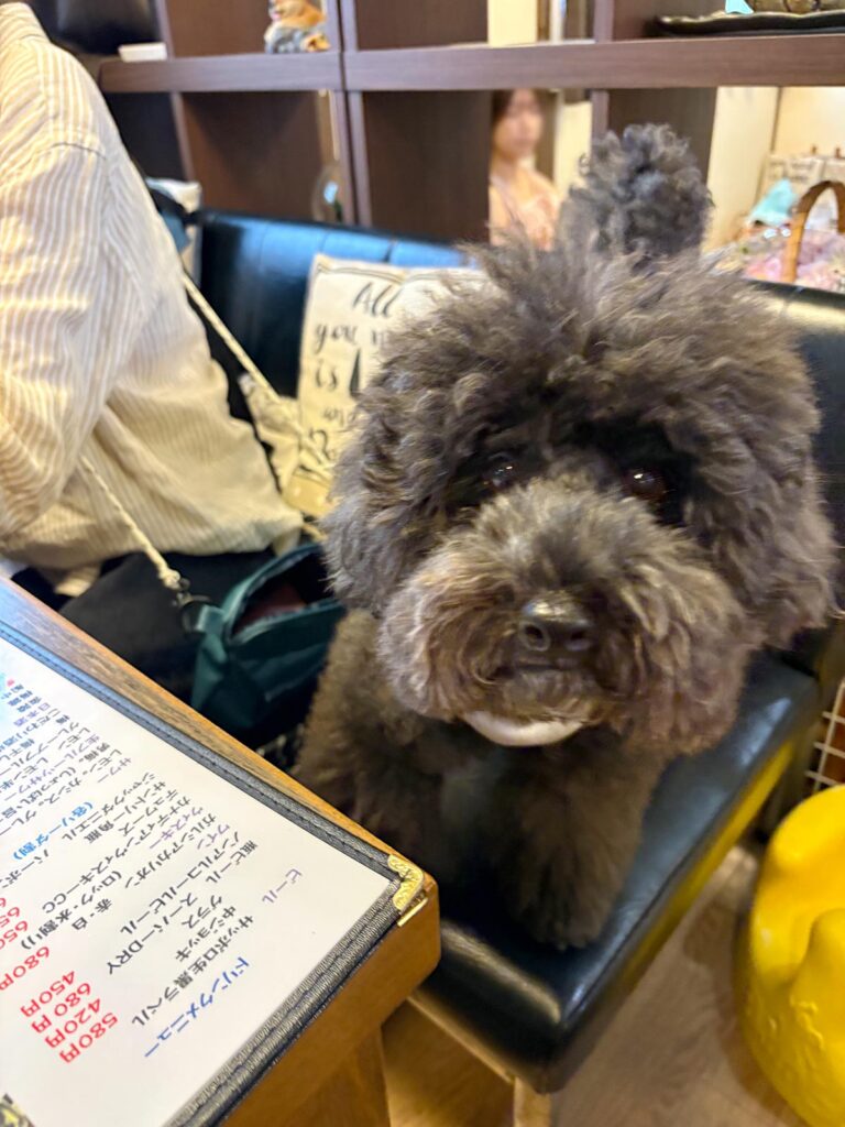 高松市でペット同伴の食事なら和風ばるつどいや