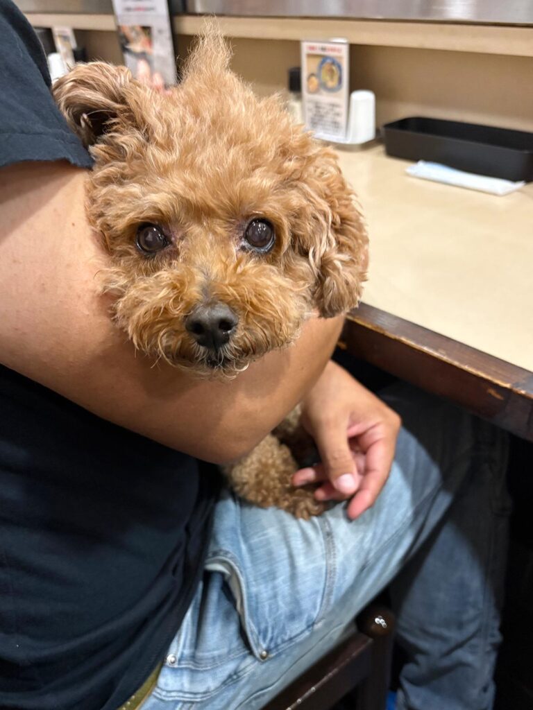 高松市でペット同伴の食事なら和風ばるつどいや